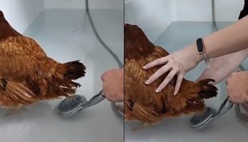Vídeo de 'parto humanizado' de galinha viraliza e intriga redes sociais (Reprodução/TikTok/@ad.dn54)